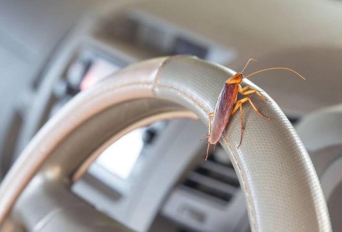 Xe ô tô để lâu không chạy sẽ trở thành nơi trú ngụ của côn trùng và sâu bọ