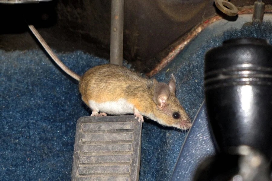 Dấu hiệu cho thấy chuột chui vào xe ô tô