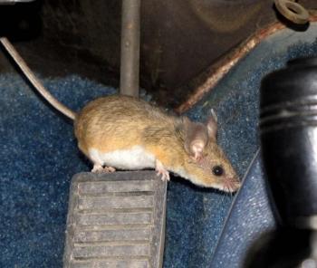 Cách đuổi chuột chui vào ô tô hiệu quả rất ít người biết